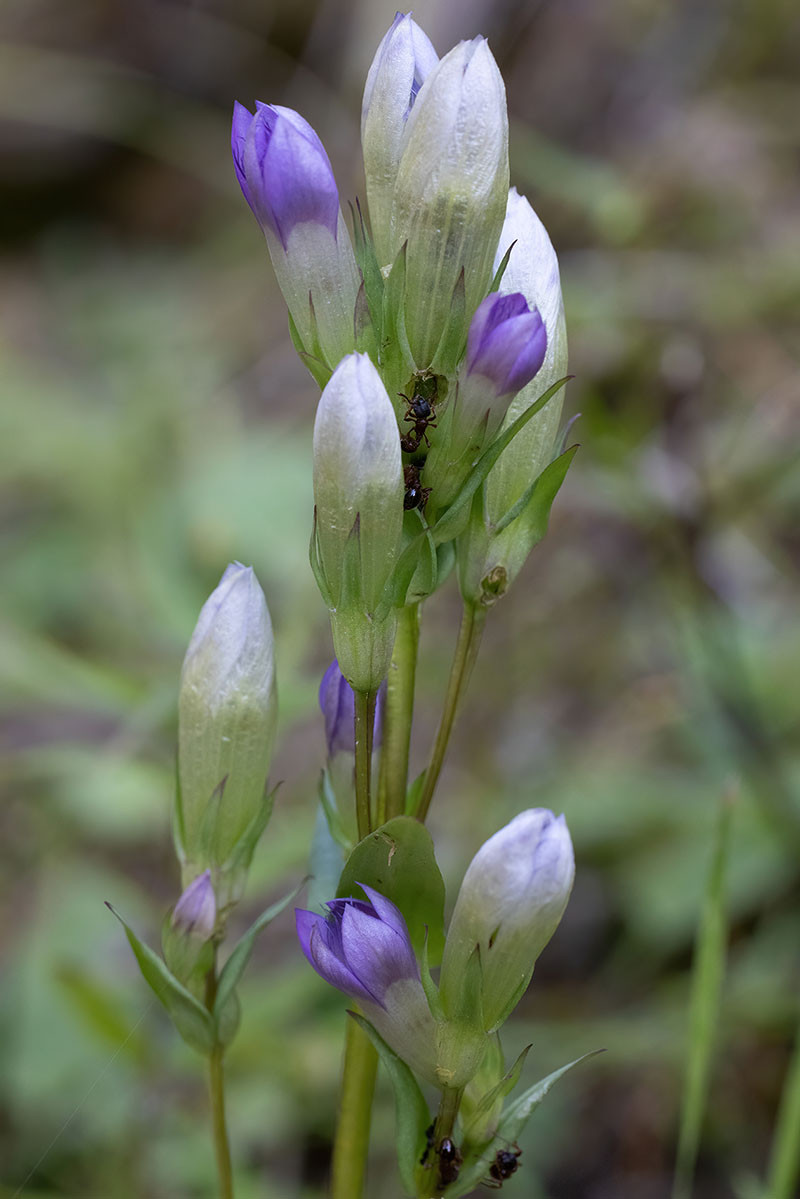 FRAGE_Gentianella amarella_05.jpg