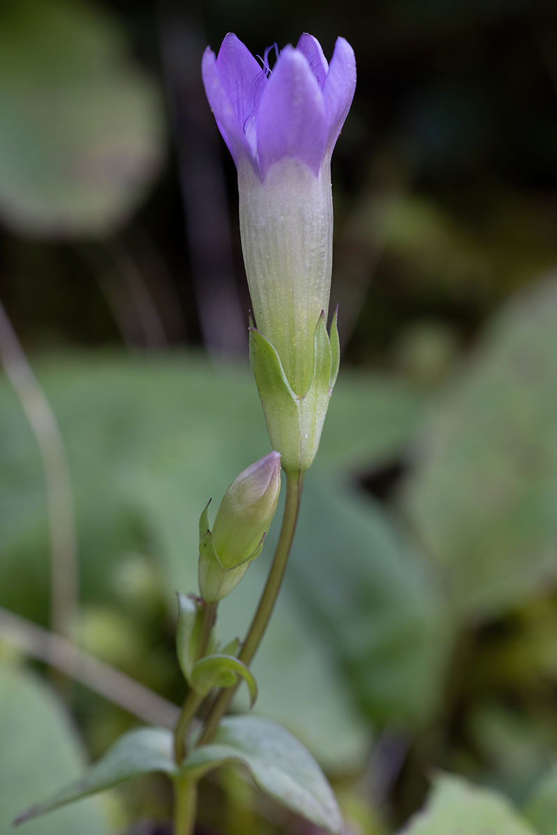 FRAGE_Gentianella amarella_06.jpg