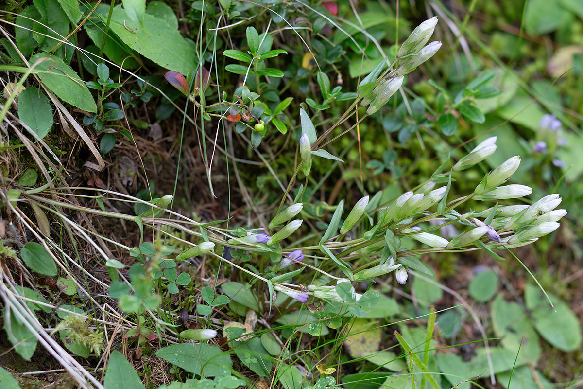 FRAGE_Gentianella amarella_08.jpg