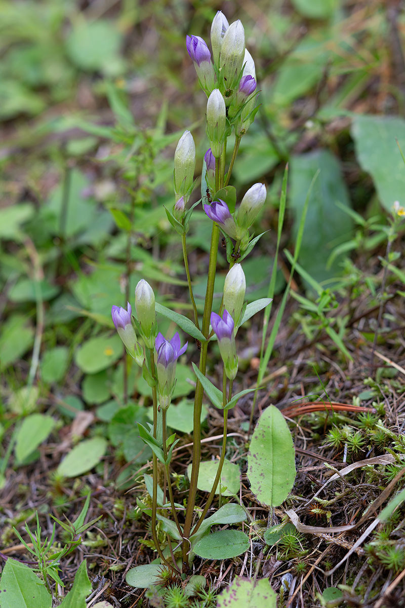 FRAGE_Gentianella amarella_09.jpg