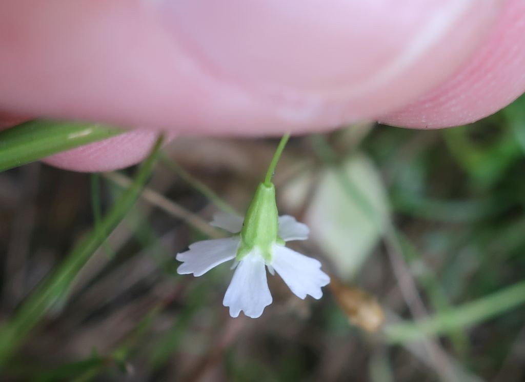2022-08-20_Heliosperma pusillum 5_Bockbachtal.jpg