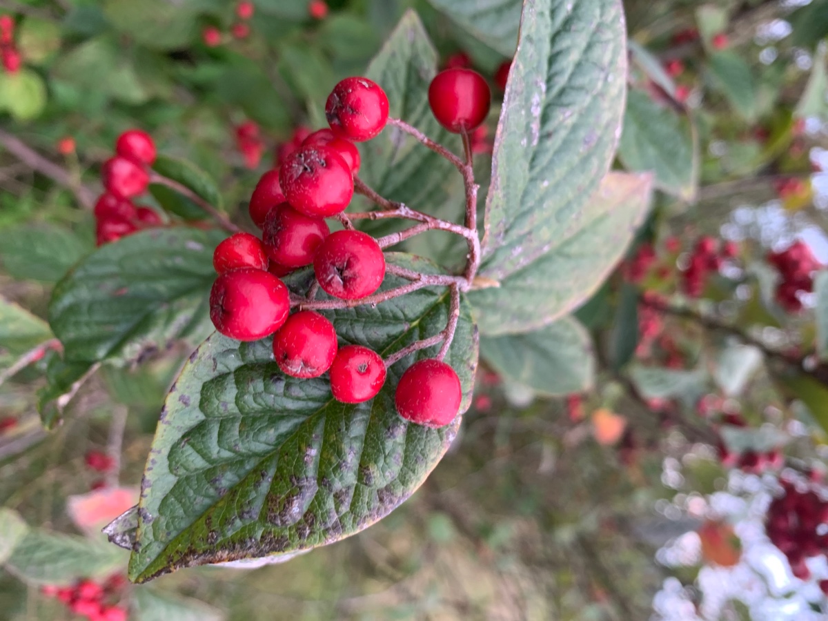 4175D4FF-9988-4C08-A613-1DE46B978112.jpeg