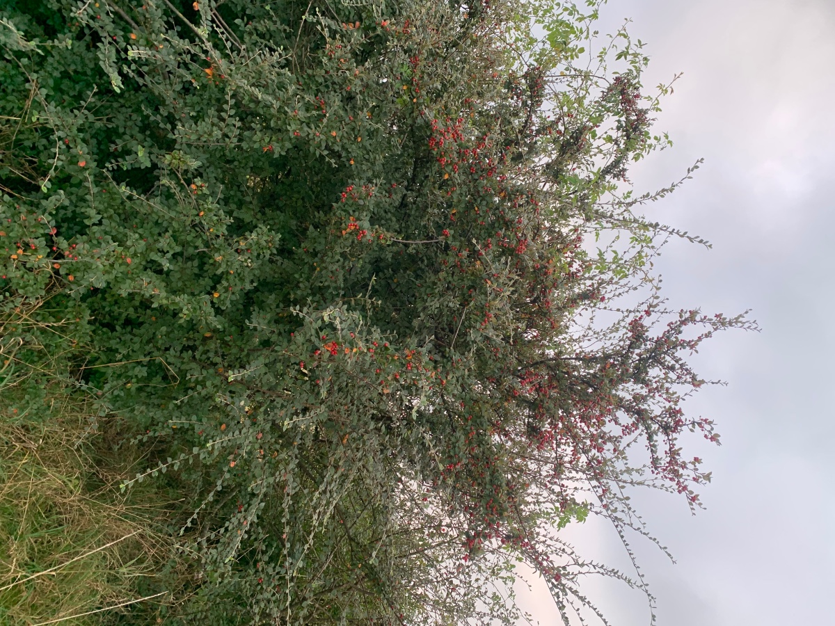 93795600-05F7-4DF8-AAC6-B0026B2FBA84.jpeg