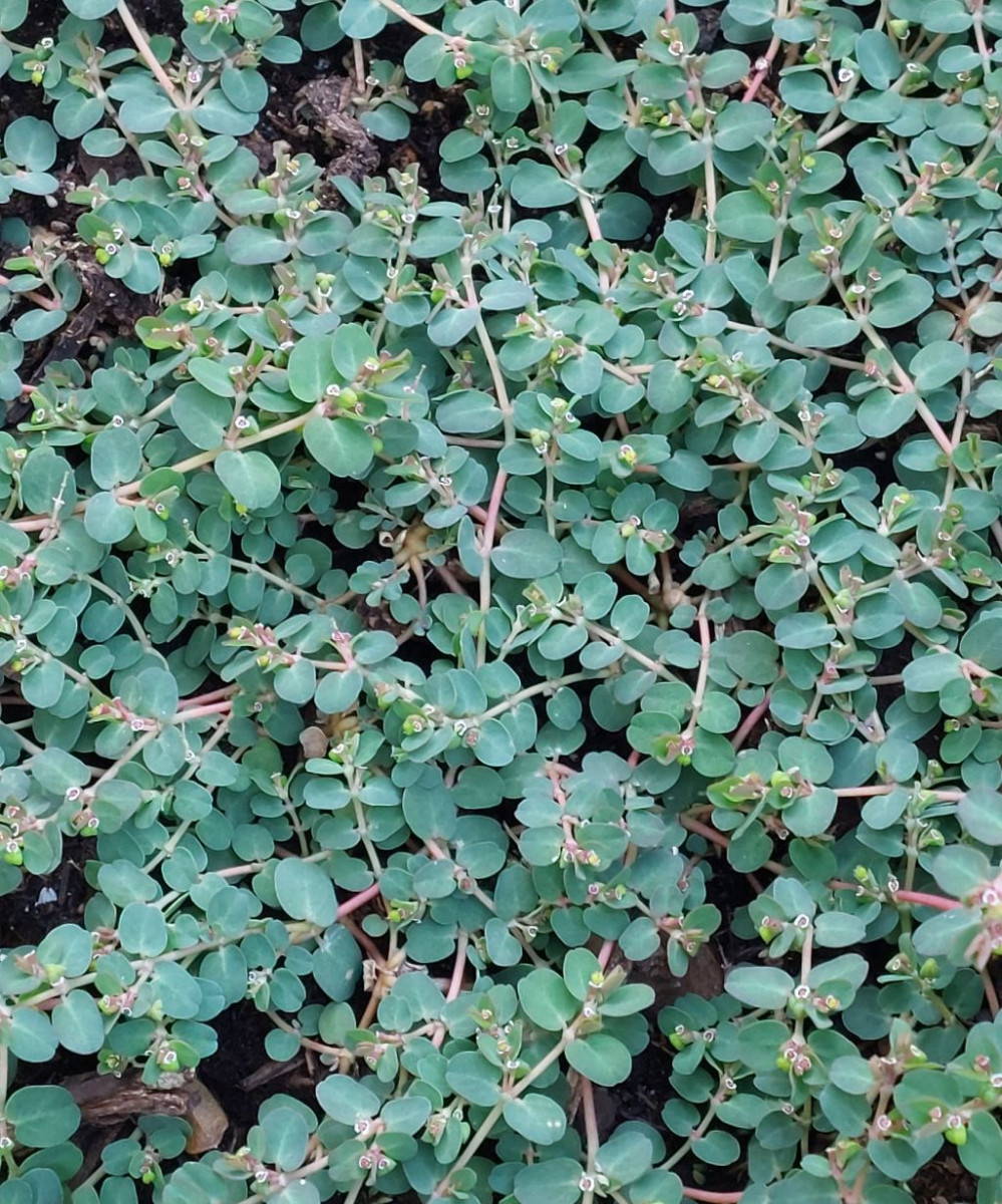 2024-09-18_Euphorbia serpens 2_Coburg.jpg