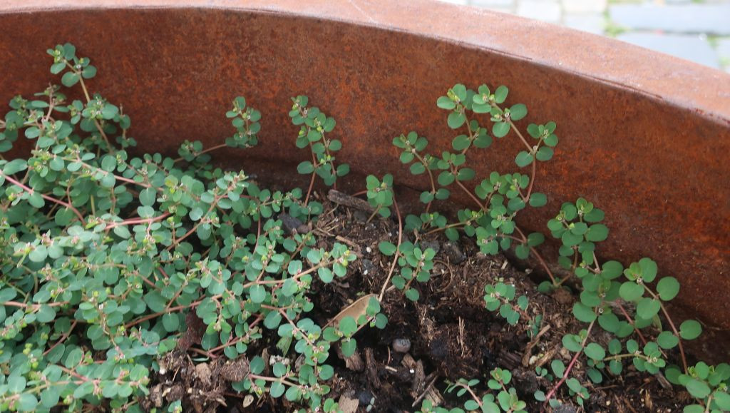2024-09-18_Euphorbia serpens 5_Coburg.jpg