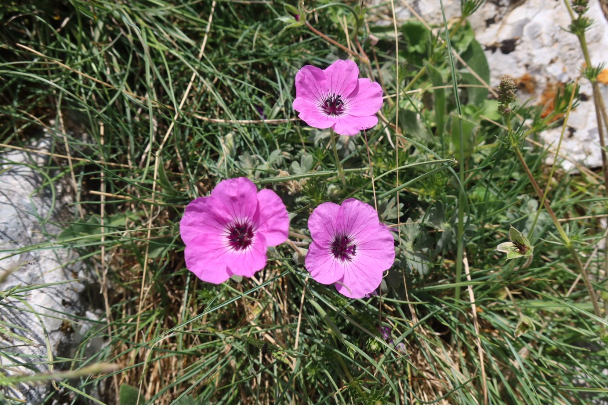 Geranium subcaulescens Dhembeli 2024JW2.JPG