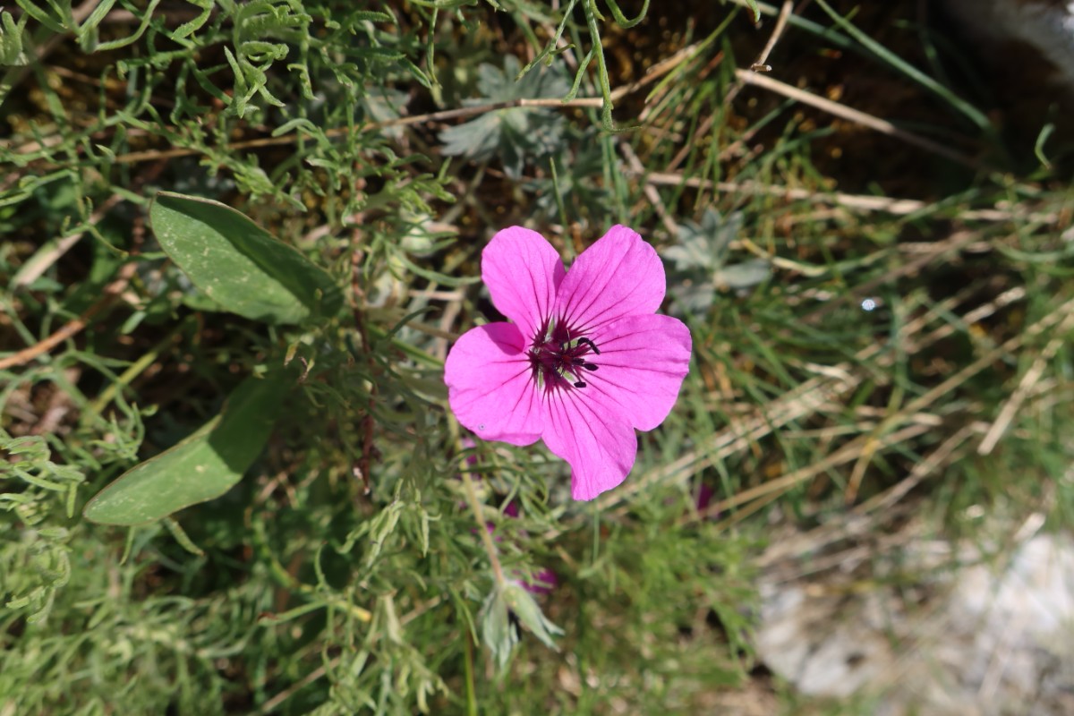 Geranium subcaulescens Dhembeli 2024JW5.JPG