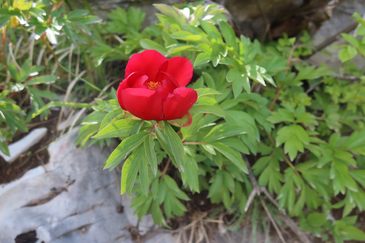 Paeonia officinalis Dhembeli 2024JW2.JPG