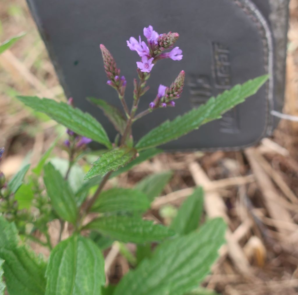 Verbena hastata 1_2024-09-19_LIF.jpg