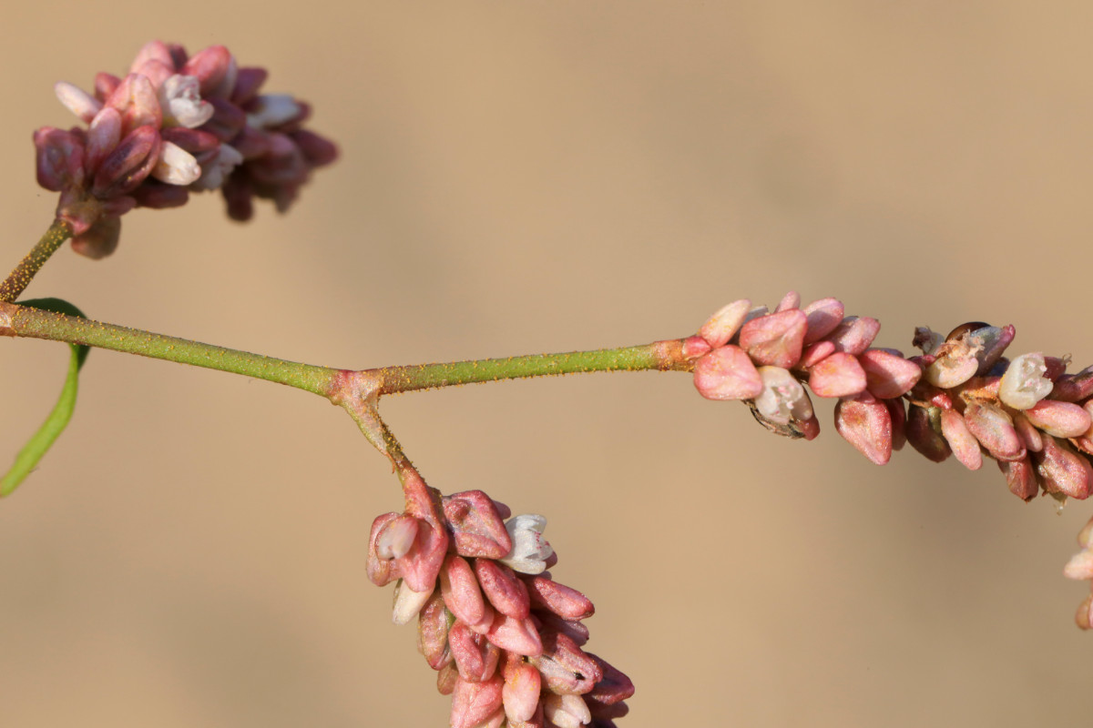 lapathifolia_07a.JPG