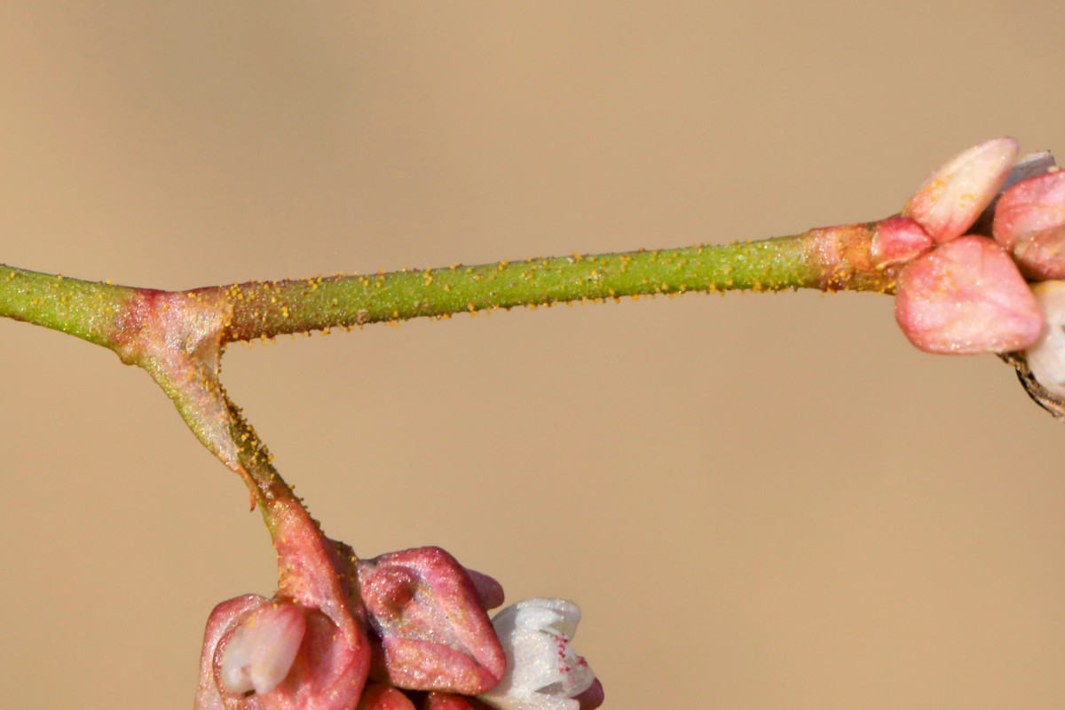 lapathifolia_07b .JPG