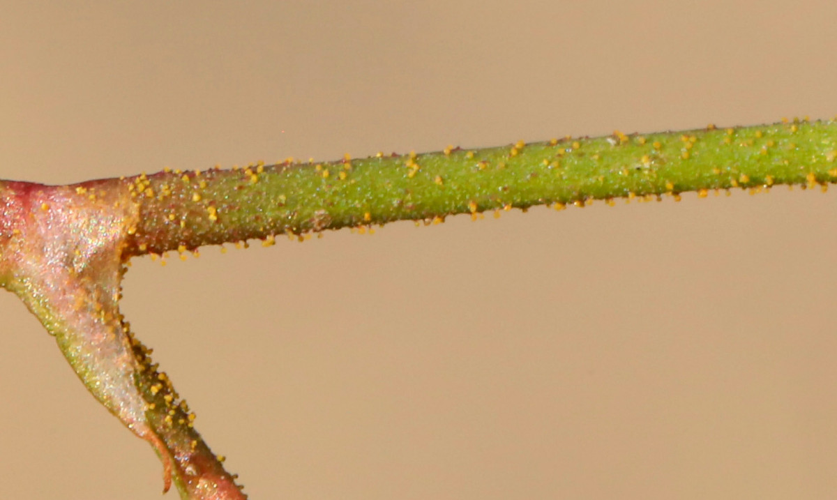 lapathifolia_07c.JPG