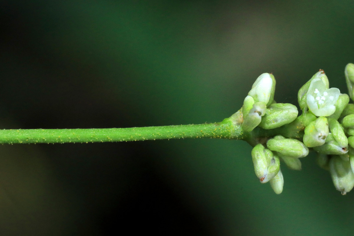 pallida_07a.JPG