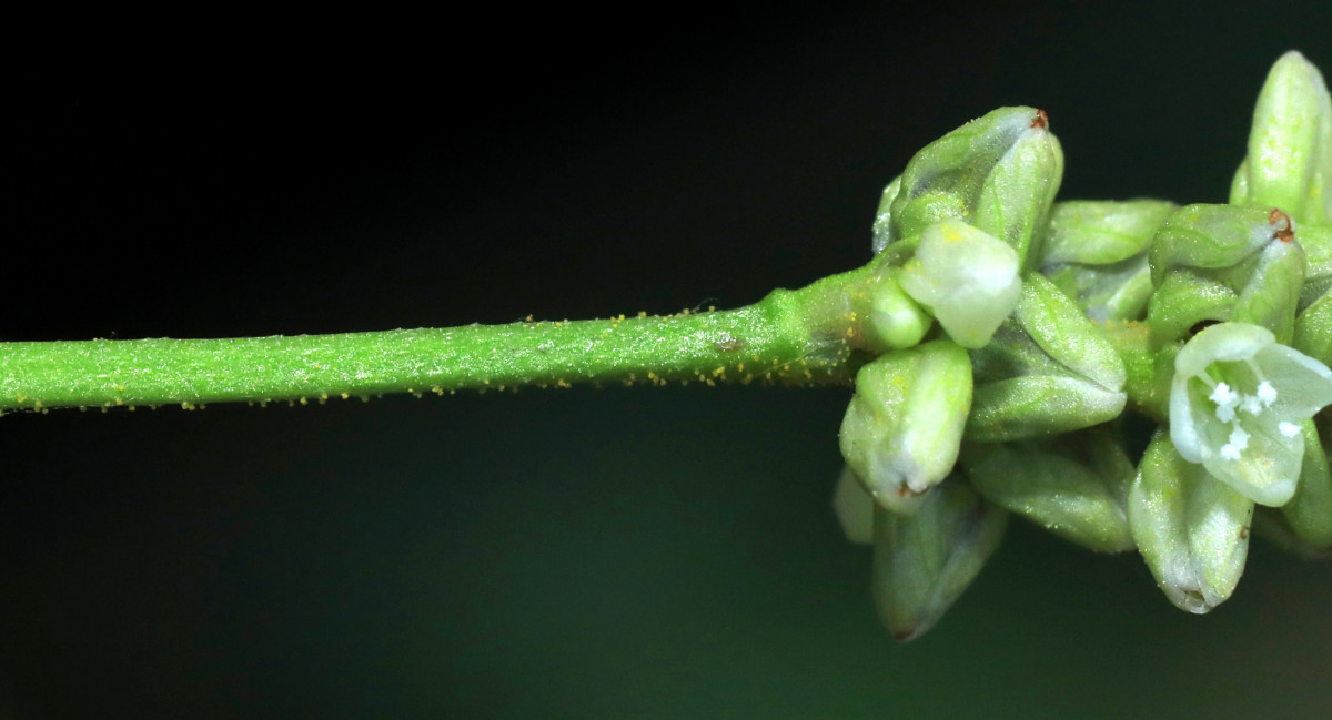 pallida_07b.JPG