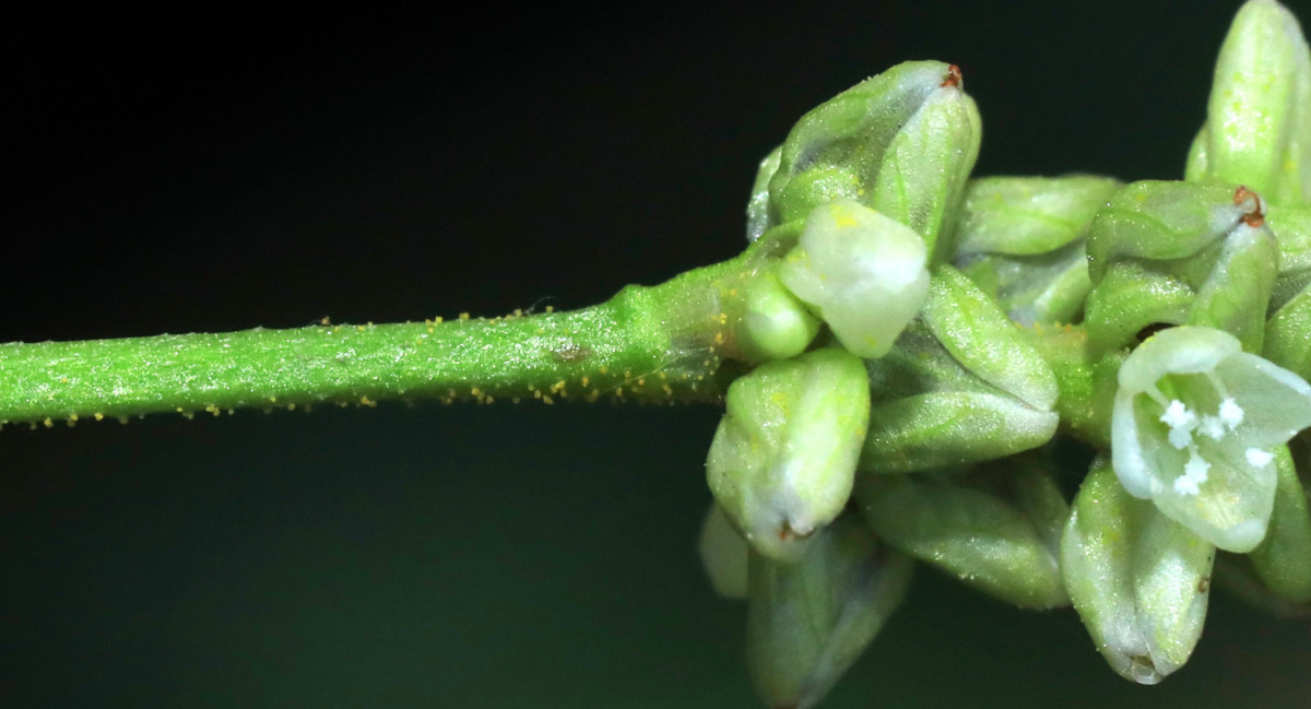 pallida_07c.jpg