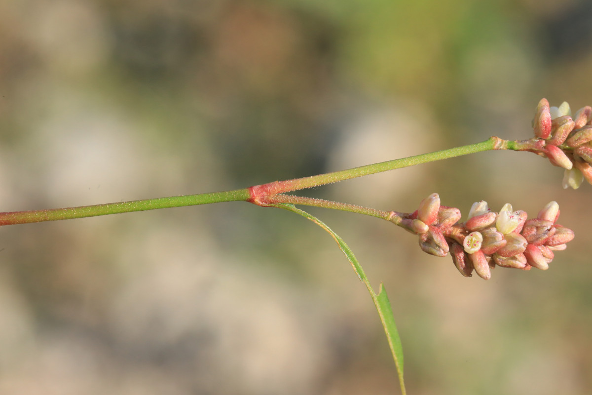 pensylvanica_07a.jpg