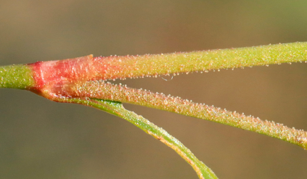 pensylvanica_7f.JPG