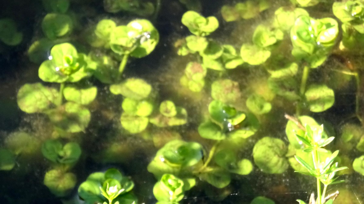 (1) unter Wasser.jpg