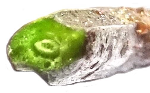 (5) Stängelquerschnitt.jpg