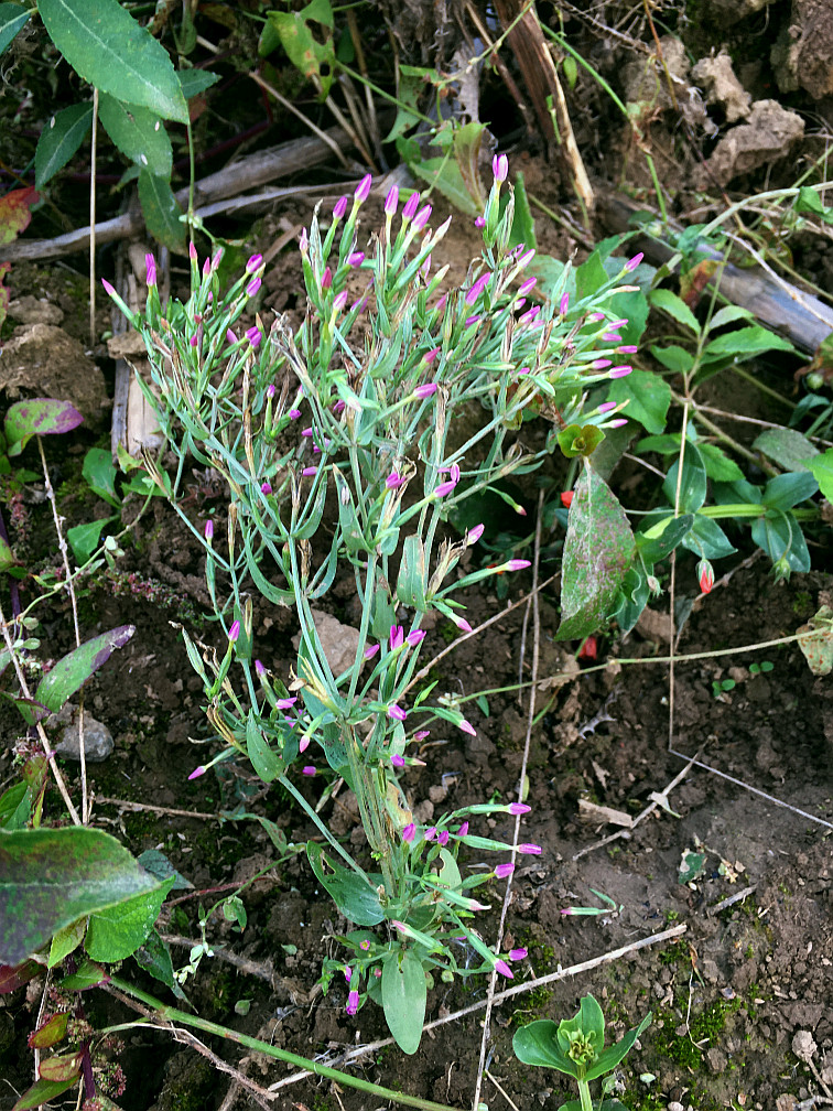 Centaurium pulchellum.jpg