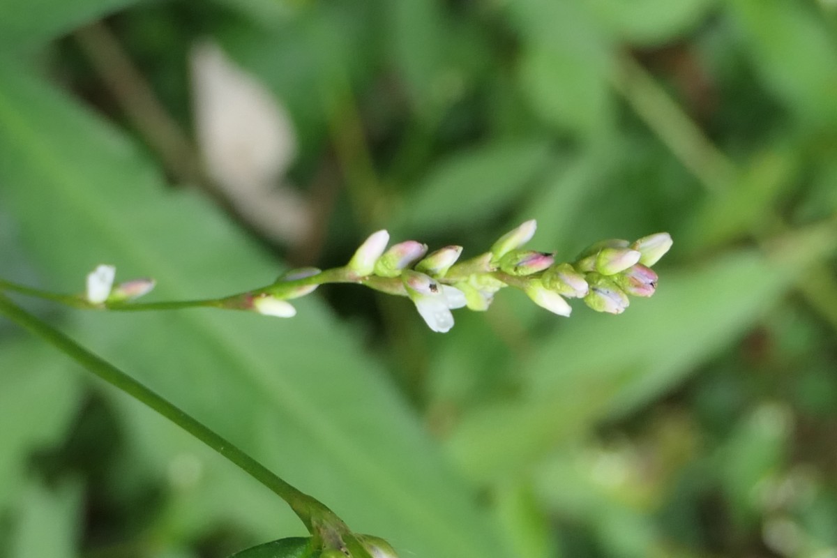 Polygonaceae Polygonum Büren aA Rütihö 2024-09-22 (3).JPG