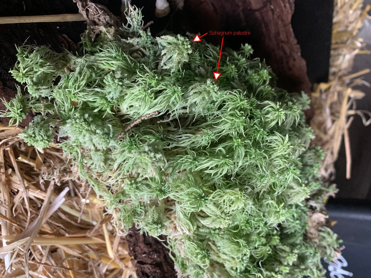 Sphagnum_fimbriatum_mit_Sphagnum_palustre.jpeg