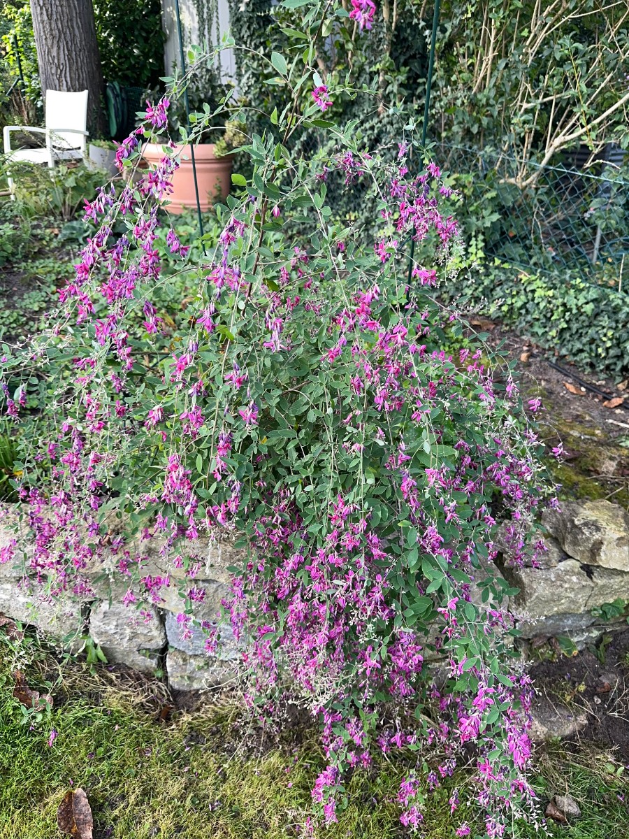 Lespedeza thunbergii GartenWe24 2.JPG
