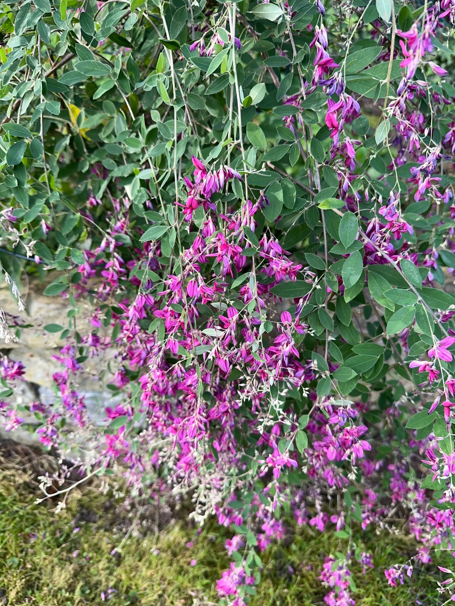 Lespedeza thunbergii GartenWe24.JPG