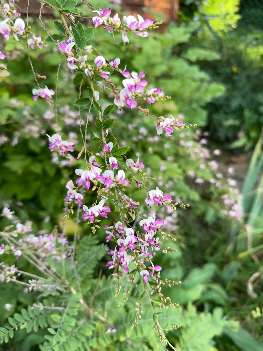 Lespedeza thunbergii hell GartenWe24 2.JPG