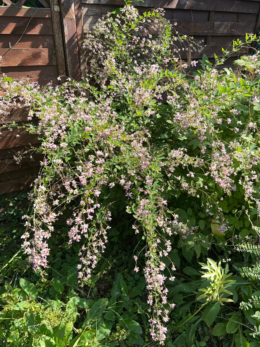 Lespedeza thunbergii hell GartenWe24.JPG