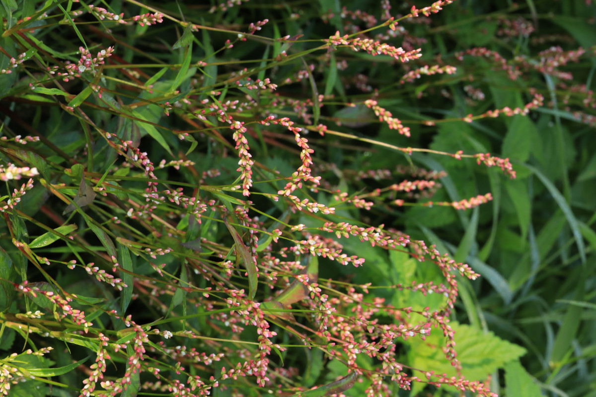 Persicaria mitis_01.JPG