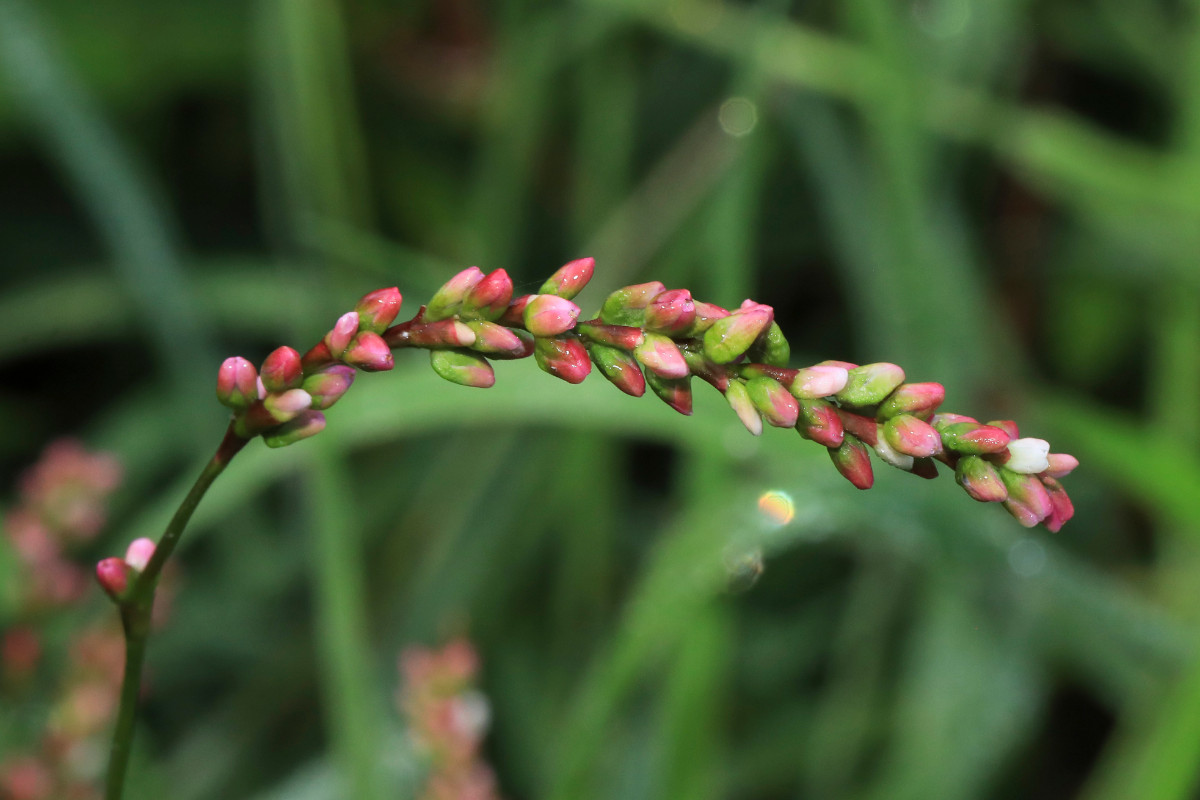 Persicaria mitis_03a.JPG