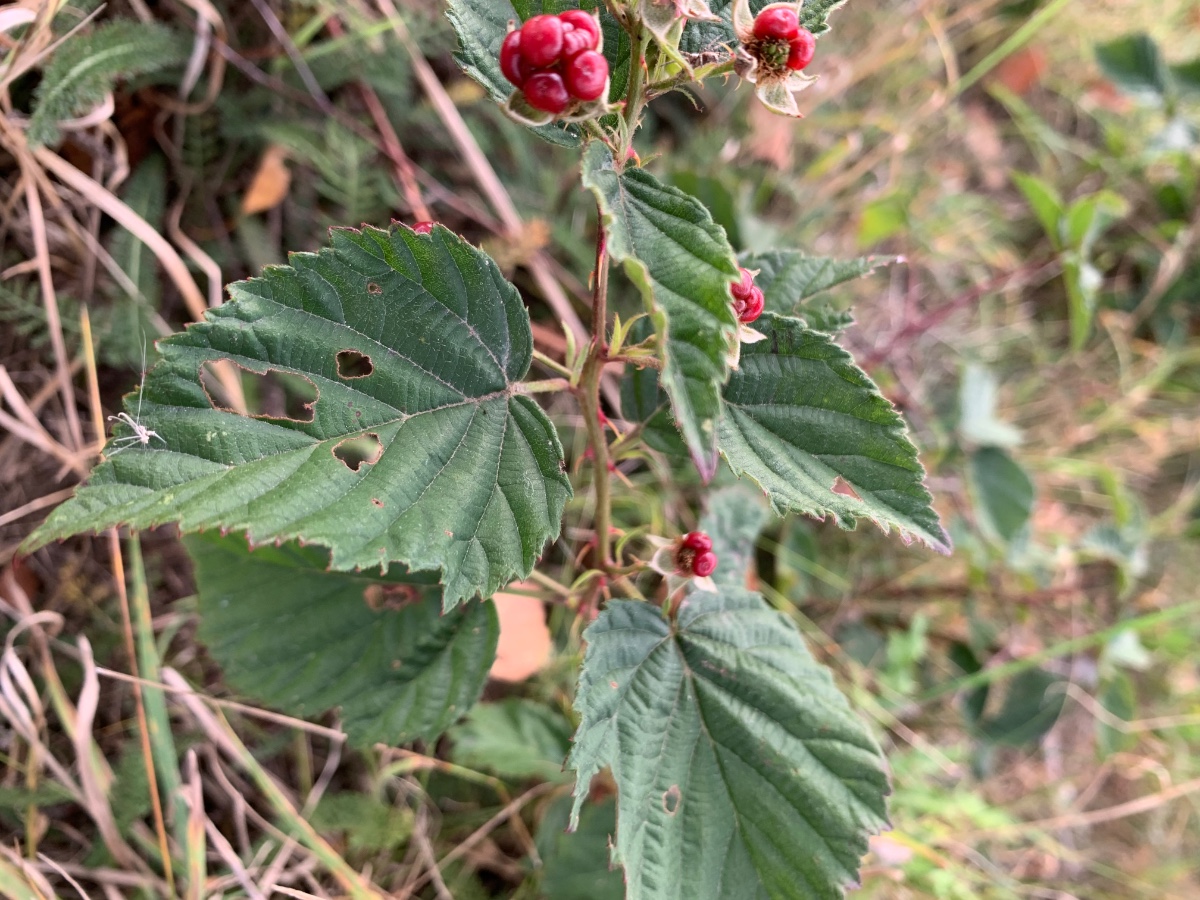 96E00D75-4508-4F0E-9958-C4031642F8E8.jpeg