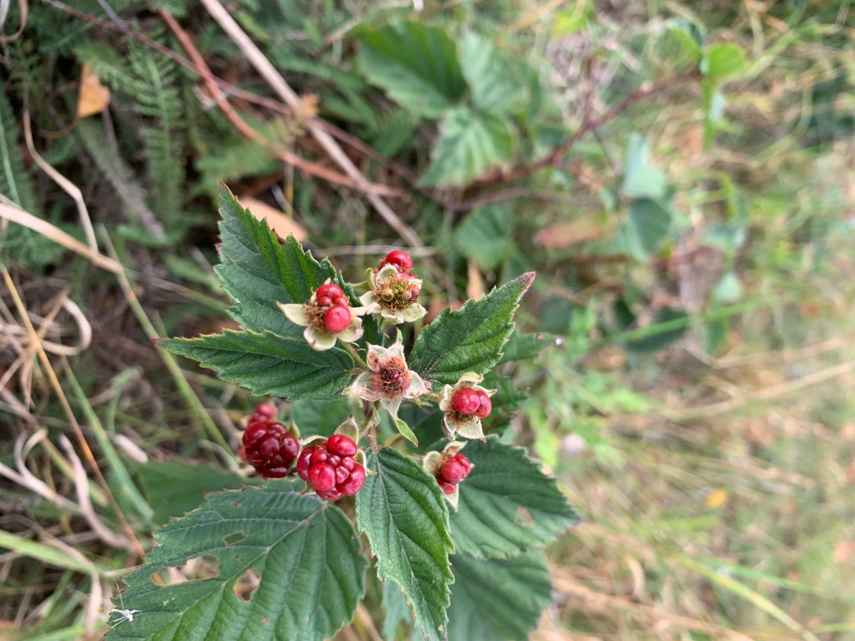 F6B918E2-9CAA-4611-89E9-EBF7D8BA57C6.jpeg