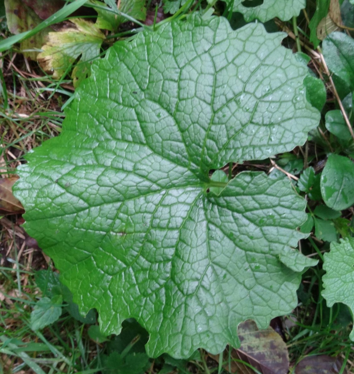(2) Blatt von oben.JPG