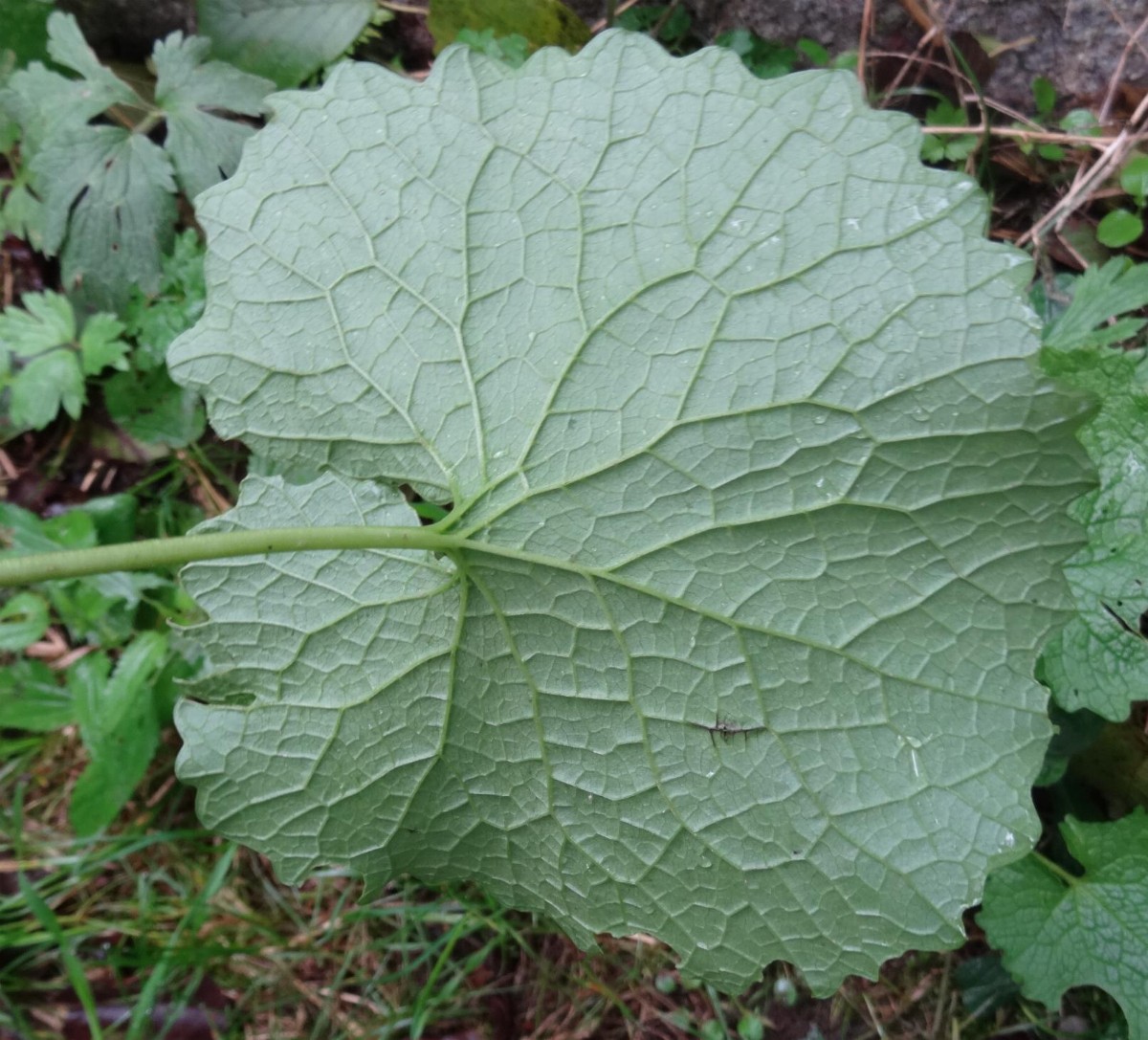 (3) Blatt von unten.JPG