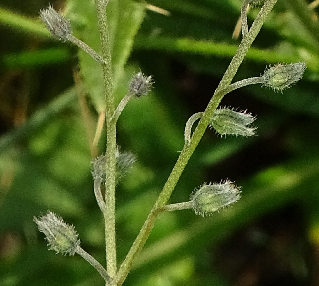 DSC00295a.jpg
