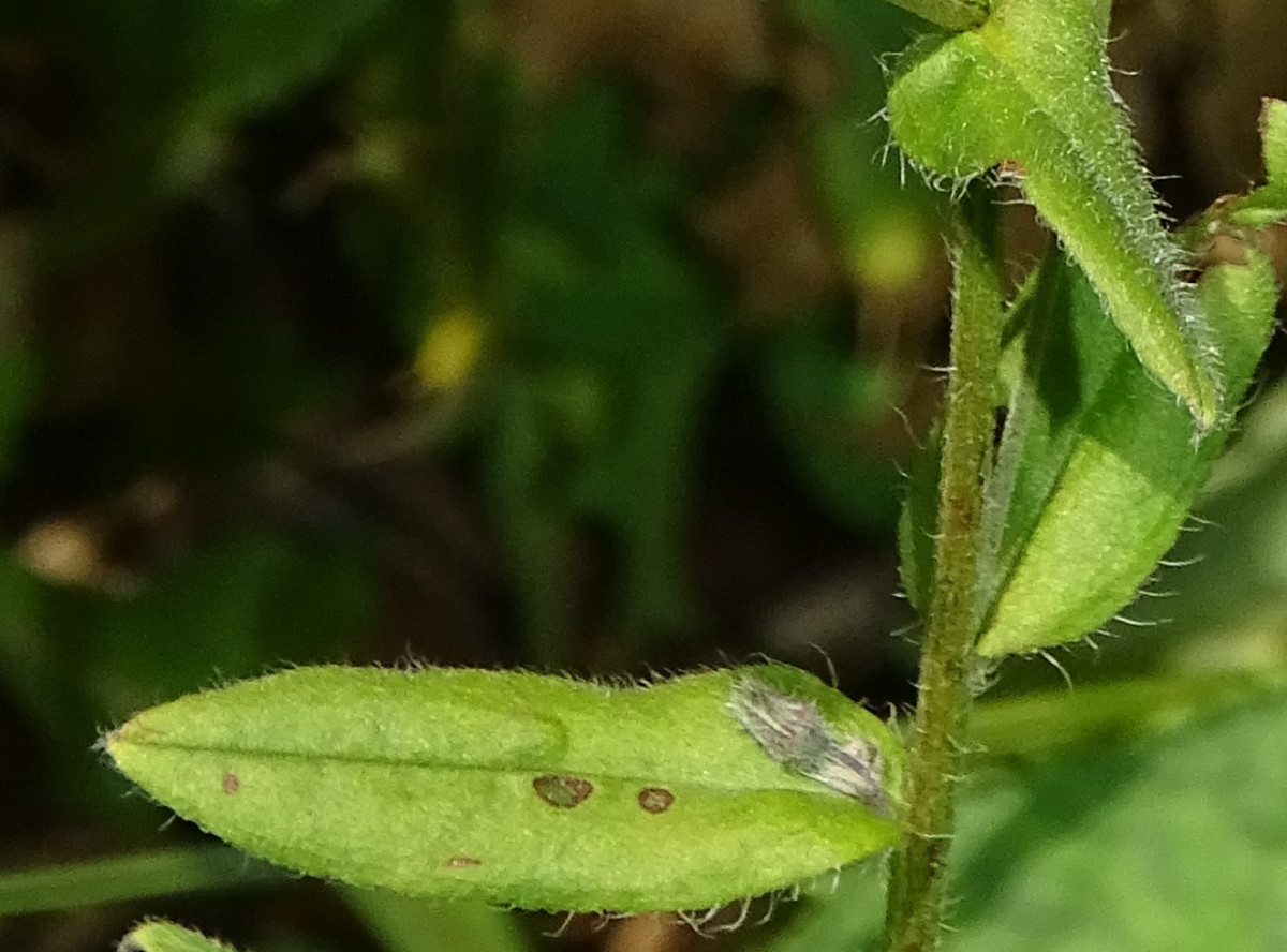 DSC00295b.jpg