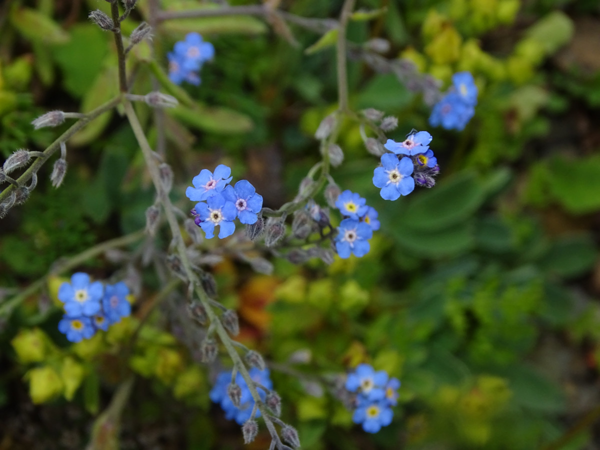 Myosotis.JPG