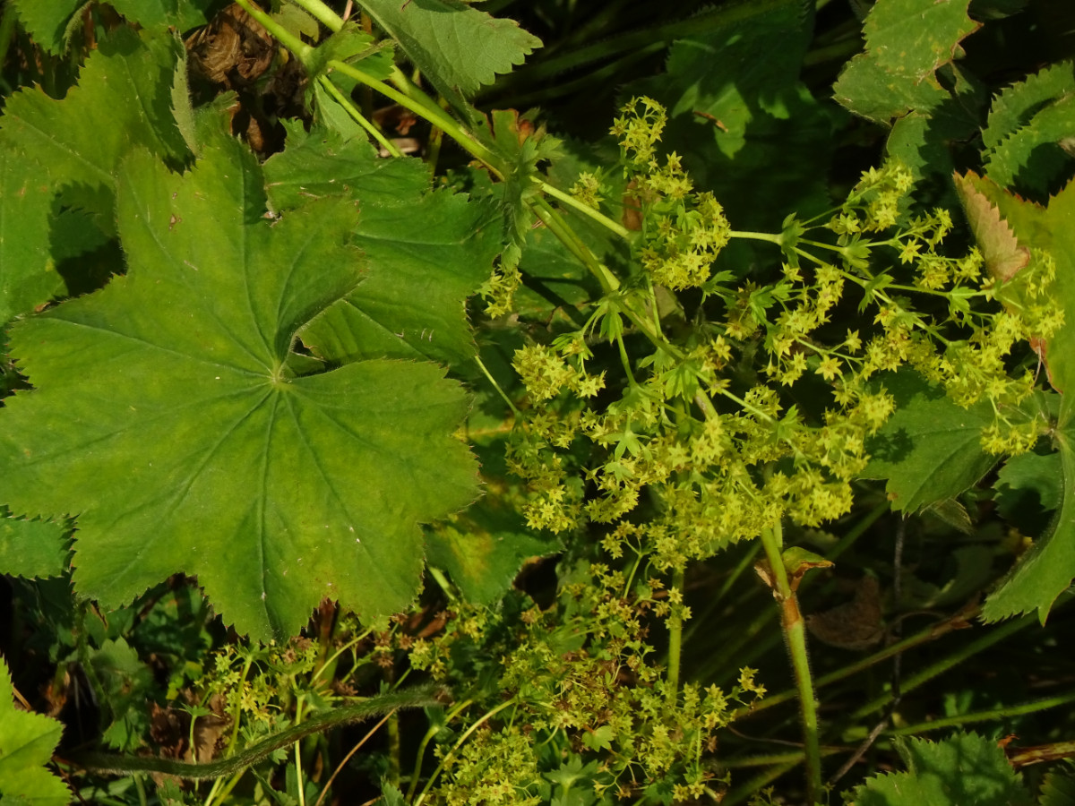 DSC00424.JPG