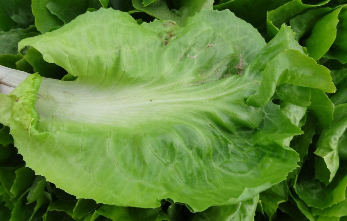 (2) Blatt von innen.JPG