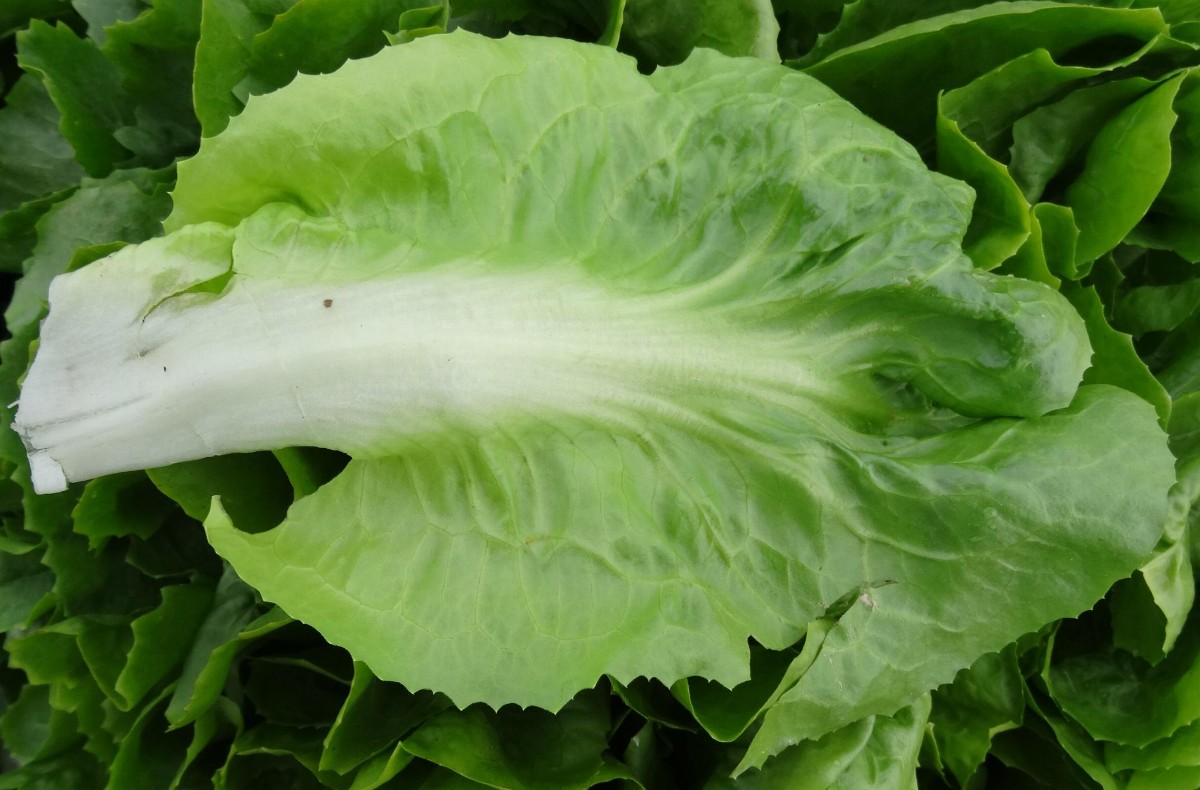 (3) Blatt von außen.JPG