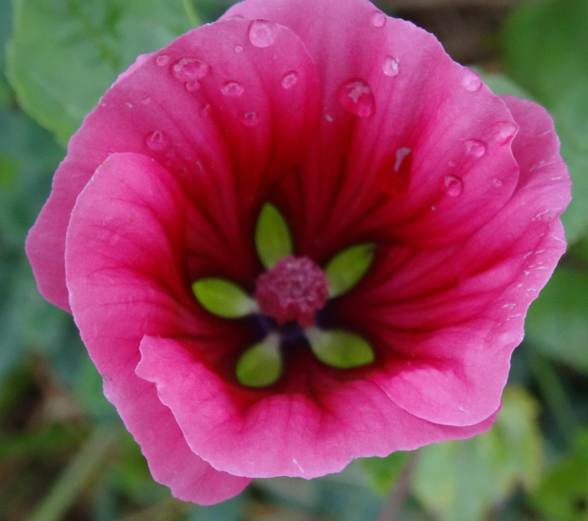(2) Blüte.JPG