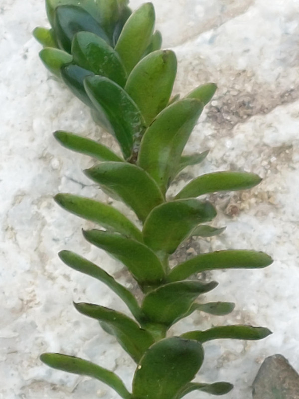 2022-01-02_Elodea canadensis 2_Horgau Roth.jpg