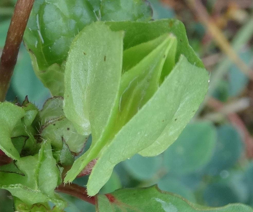 (4) Frucht.jpg