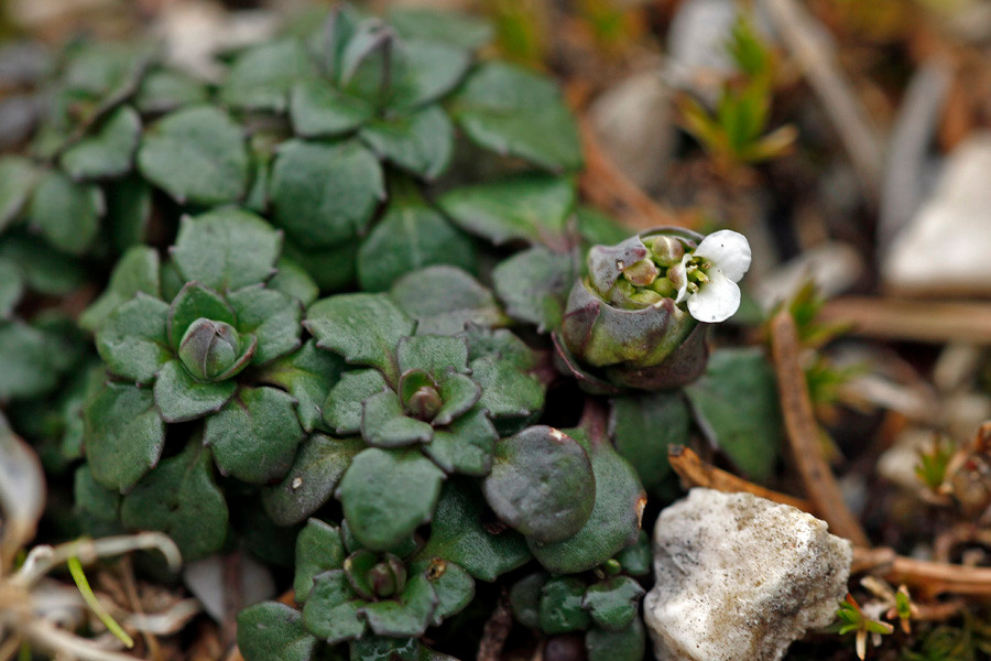 Thlaspi rotundifolium - Rundblättriges Täschelkraut (Knospe).jpg