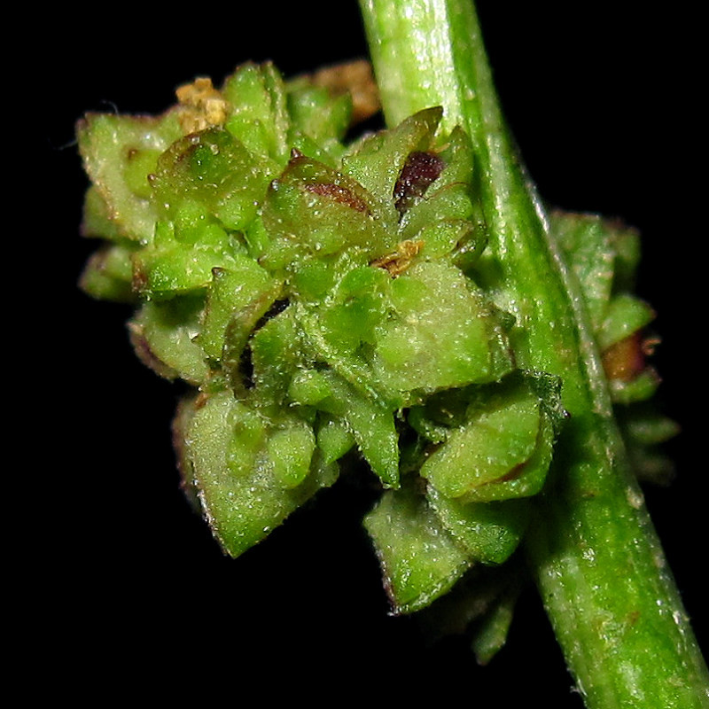 2024-09-26 (2)_.jpg