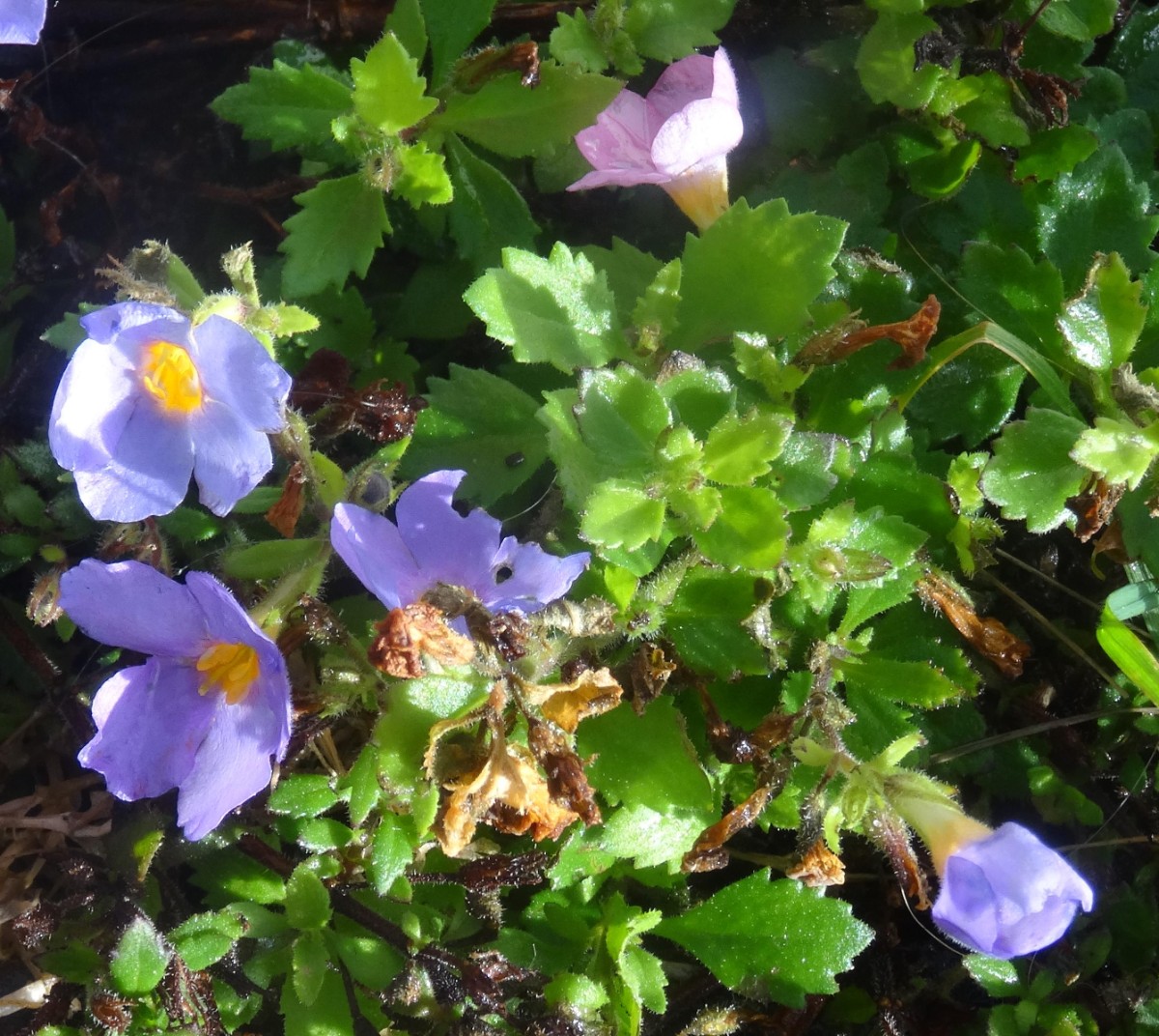 (1) unbekannte Gartenblume.JPG