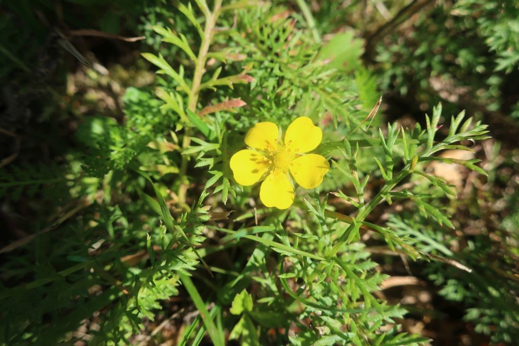 Potentilla anglica 2_2024-09-29_Ludwigsstadt.jpg