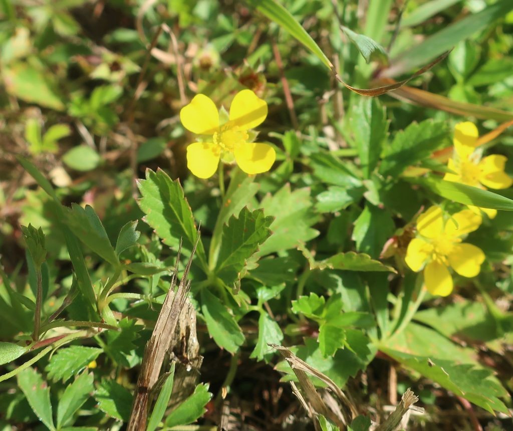 Potentilla anglica 3_2024-09-29_Ludwigsstadt.jpg